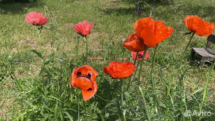 Семена Мака