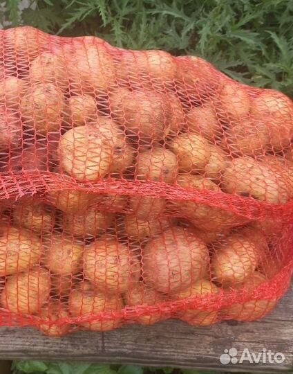 Продам картофель урожай 2023