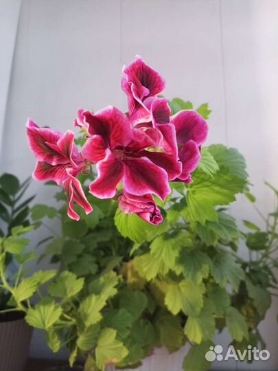 Пеларгония герань королевская