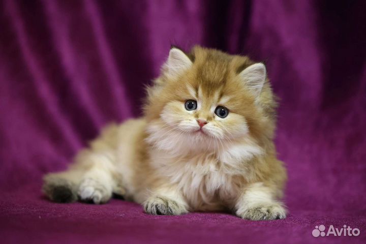 Британская золотая шиншилла