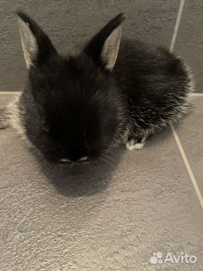 Декоративные крольчата