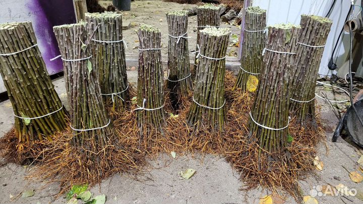 Подвой мм 106