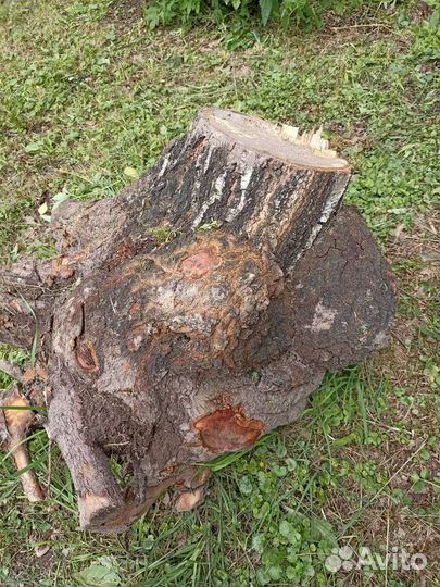 Березовый прикорневой кап-сувель