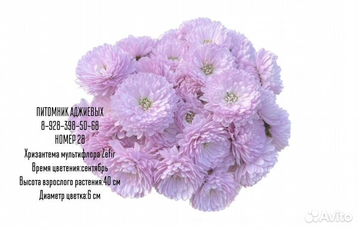 Хризантемы мультифлора