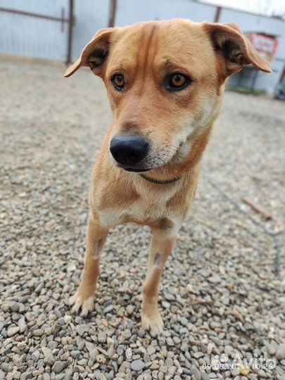 Кобель в добрые руки