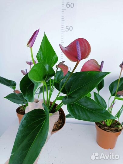 Антуриум карма пурпл