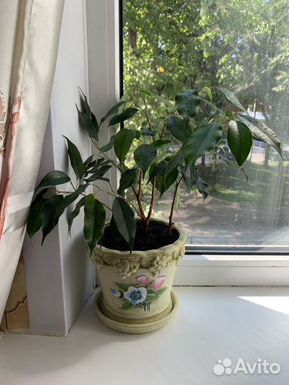 Фикус бенджамина