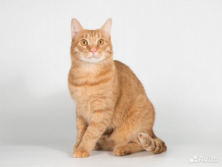 Рыжий молодой ласковый кот Плюшик
