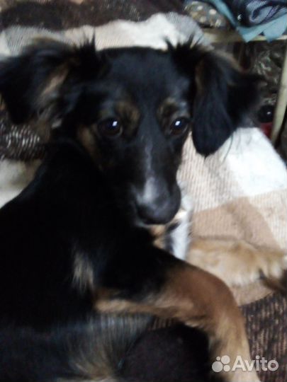 Щенки чихуахуа длинношерстные