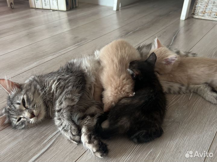 Кошка