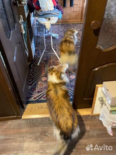 Кастрация собак на дому