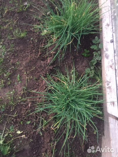 Шнитт лук. Зелень все лето, не болеет,неприхотлив