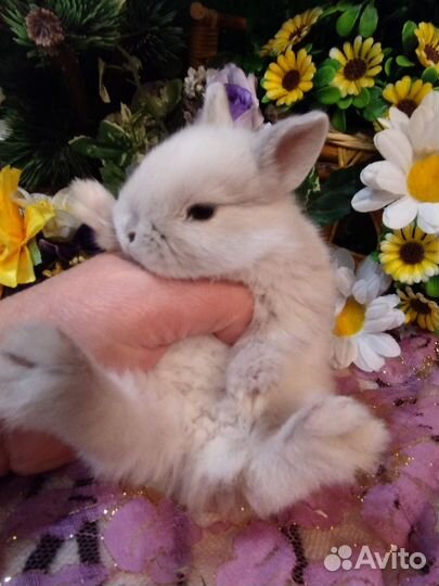 Декоративные кролики. Карликовые мини