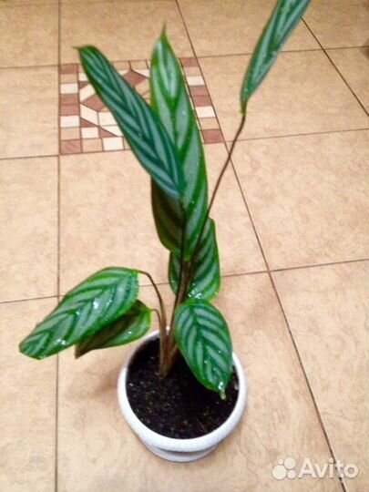 Цветы для дома