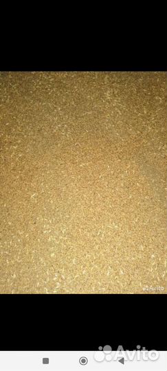 Зерно пшеница