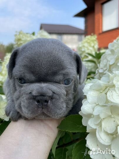 Французский бульдог щенки голубые