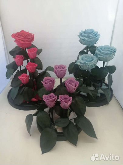 Роза в колбе в розницу и оптом