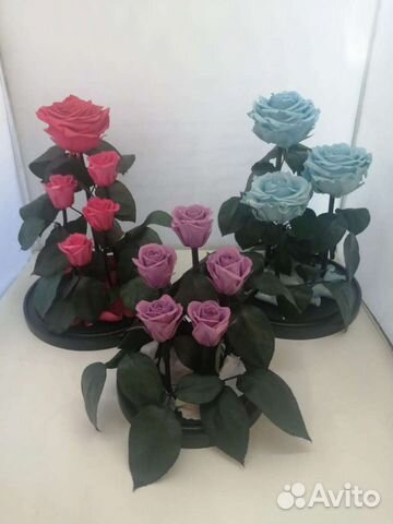 Роза в колбе в розницу и оптом