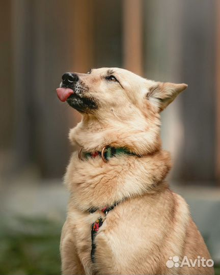 Небольшая собачка ищет дом