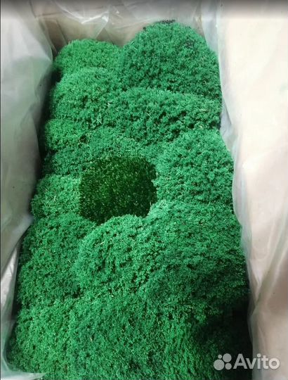 Стабилизированный мох Королевский Ягель