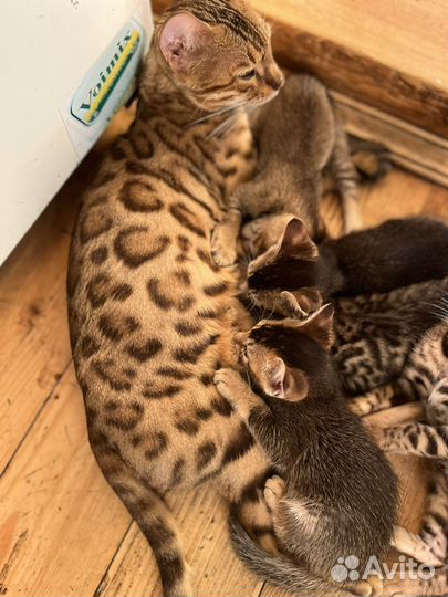 Котенок от бенгальской кошки