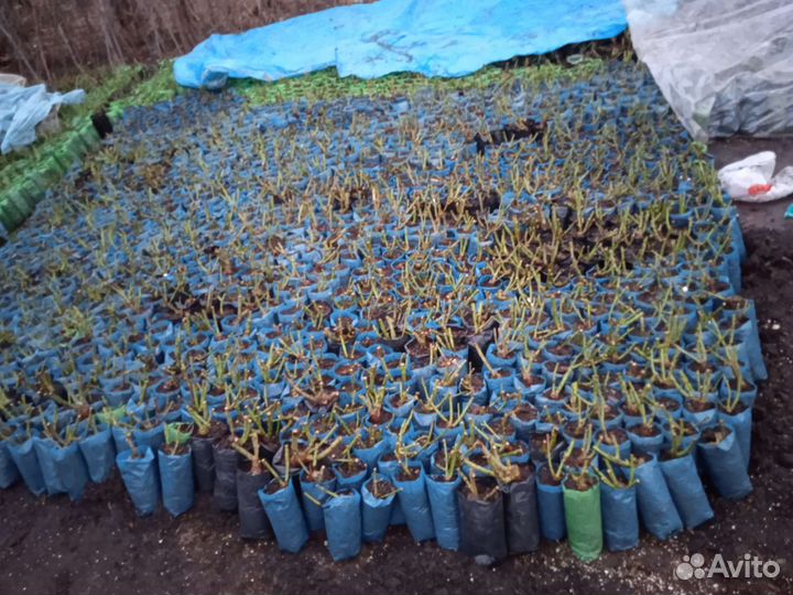 Рассада цветов