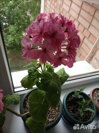 Пеларгония герань