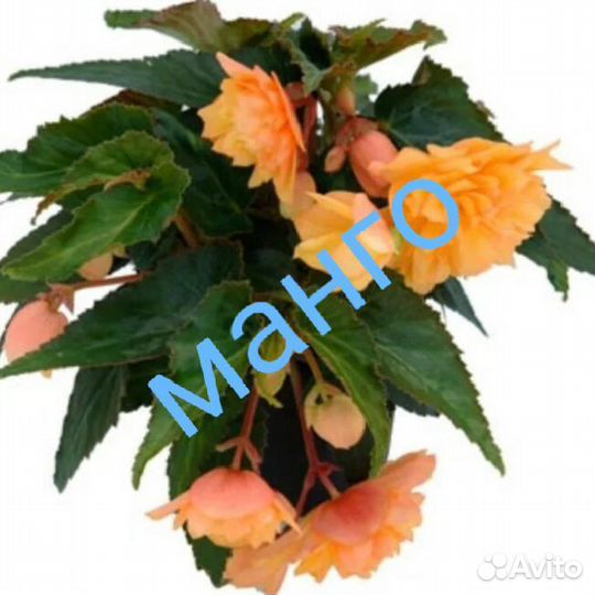 Бегония беллекония