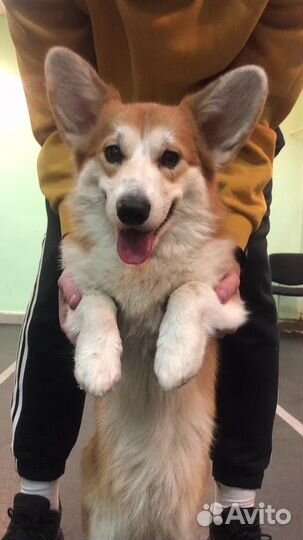 Кинолог.Дрессировка, Выезд за город