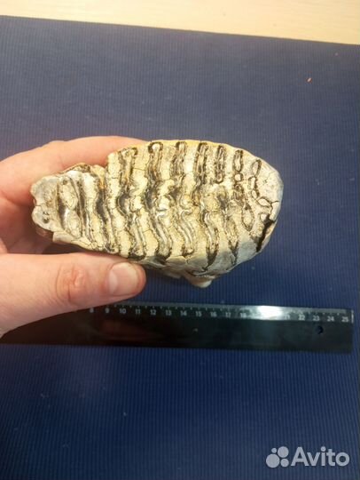 Зуб мамонта