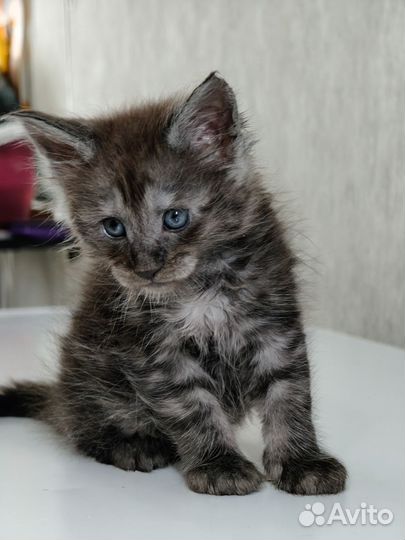 Котята мейн-кун