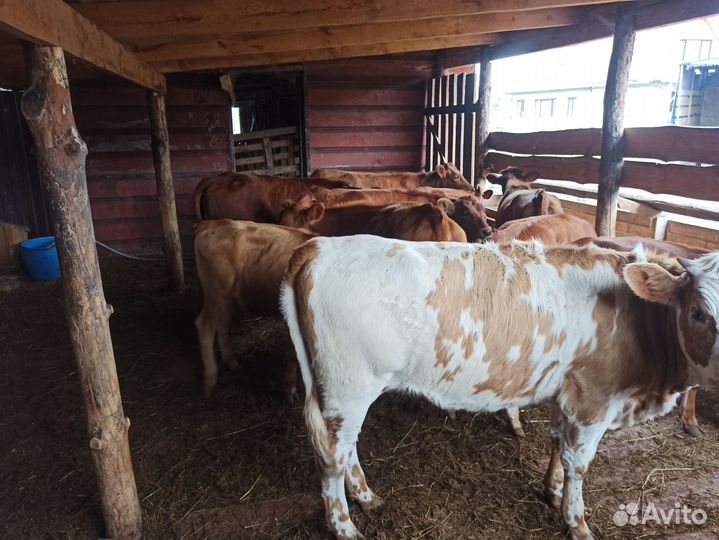 Продам телок