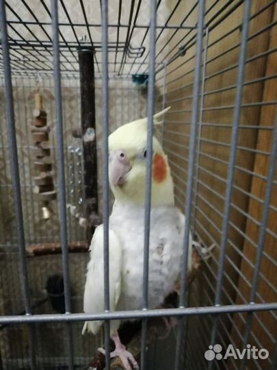 Попугай корелла с клеткой