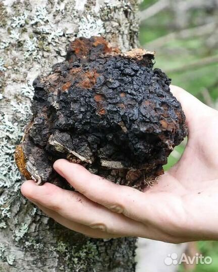 Чага березовая