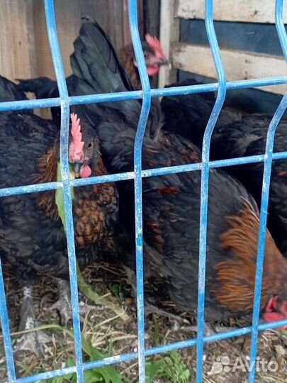Петухи маран чёрно-медный