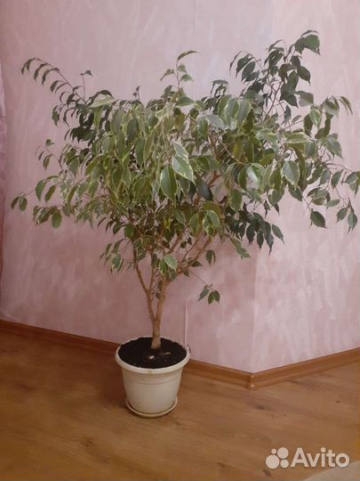 Фикус Бенджамина