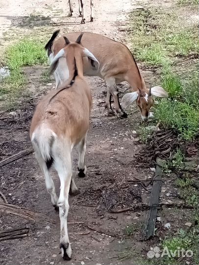 Козочки альпонубийские