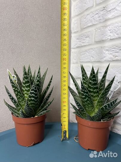 Суккуленты хавортия комнатные растения