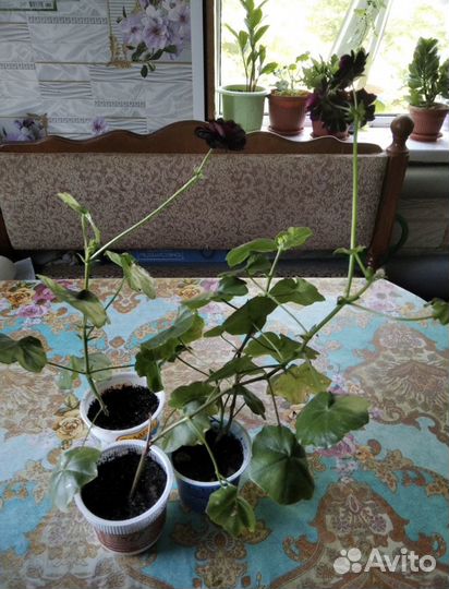 Пеларгония 