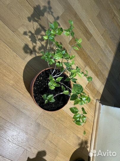 Бугенвиллия