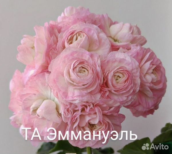 Пеларгония герань