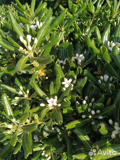 Питтоспорум (смолосемянник)