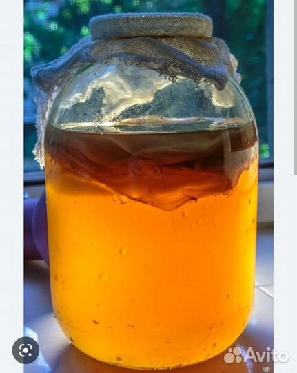 Чайный гриб