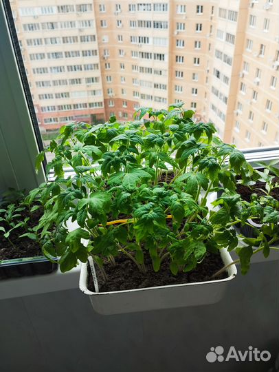 Томат, помидоры