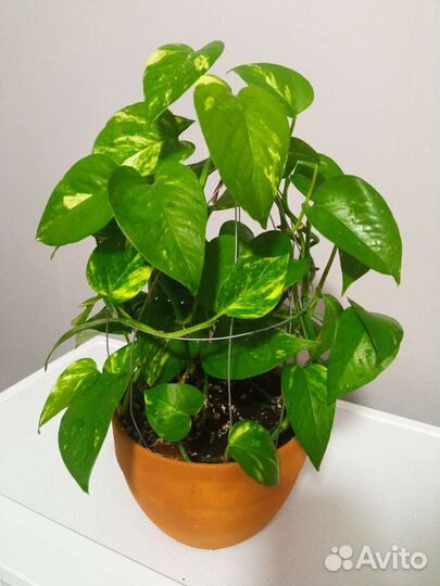 Эпипремнумы 6 сортов