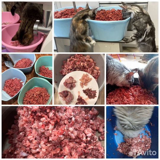 Корм для кошек натуральное питание мясо