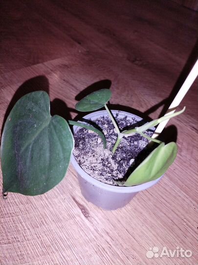 Комнатные растения