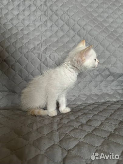 Кошка