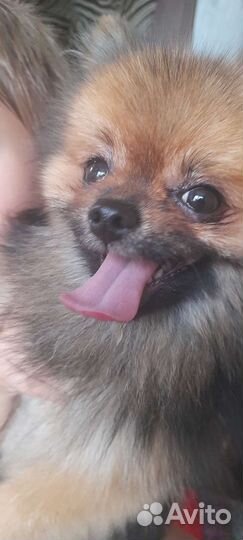 Померанский шпиц мини