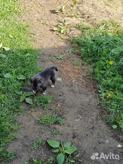 Щенки маламута